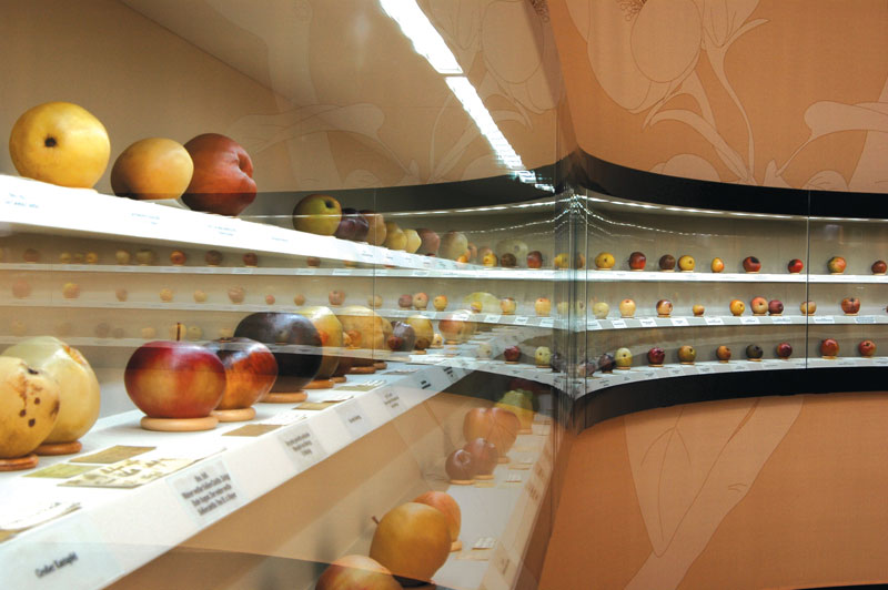 Datei:Apfel.jpg