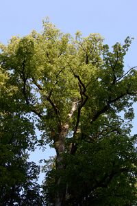 Baumkrone
