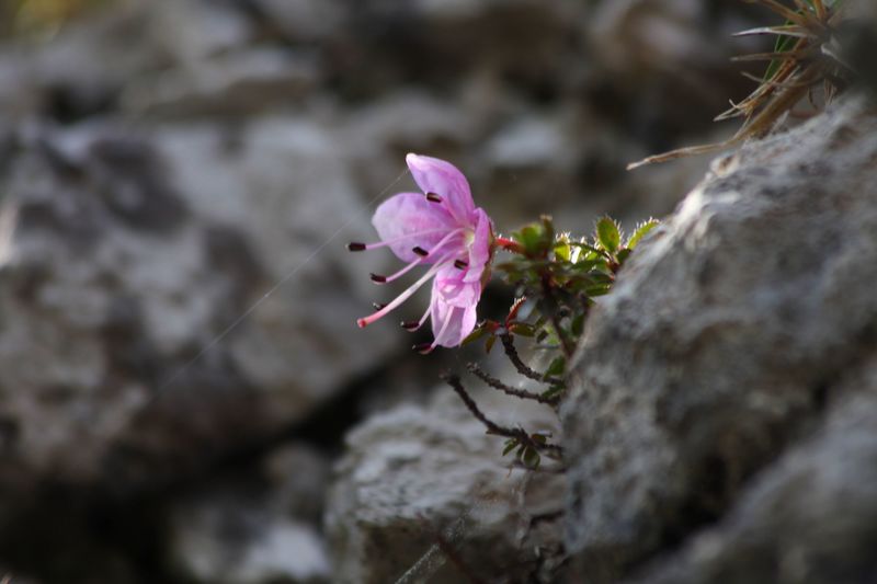 Datei:Jungfrauensteig 29340 2011-05-25.jpg