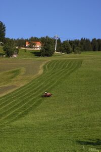 Mähen auf der Planai