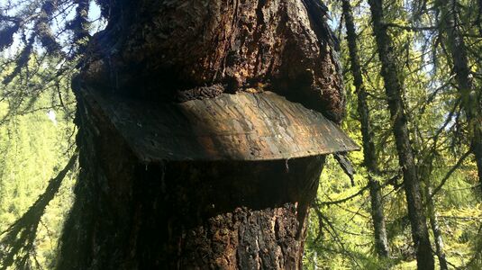 Baum "frisst" Wegweiser zum Guttenberghaus, Nähe Ahornsee.