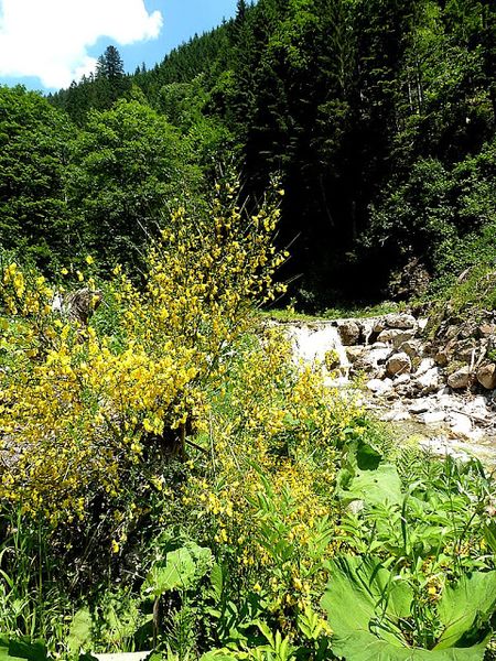 Datei:Ardningbach1130650.JPG