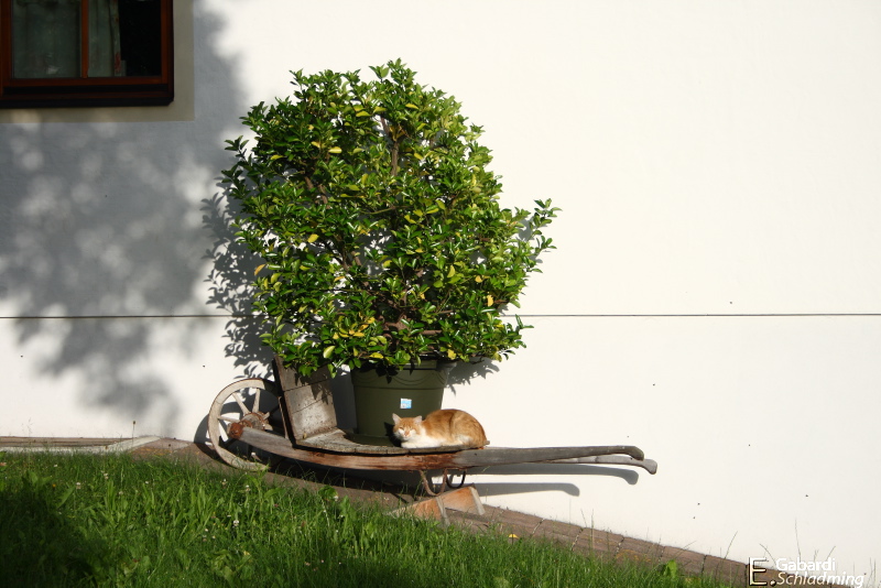 Datei:Gaislehner 6948.jpg