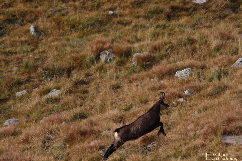 Datei:Gämse9725.jpg