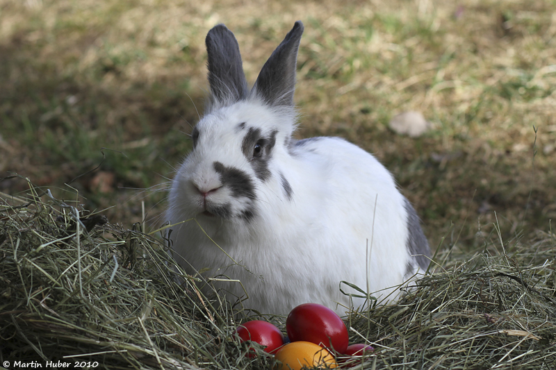 Datei:Osterhase100330wiki.jpg