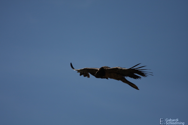 Datei:Bartgeier3553.jpg