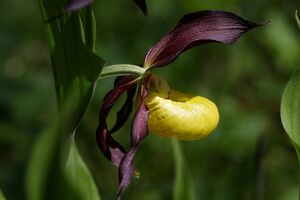 Frauenschuh 2236 2011-05-26.jpg