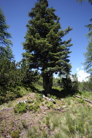 Gumpenkar 54484 2017-07-05.jpg