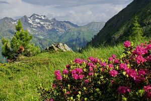 Im hüttkar 39665 2012-06-29.jpg