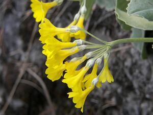 Petergstamm silberkar 90512 2006-05-10.jpg