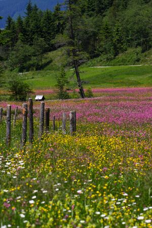 Preuneggtal blumenwiese 27427 2016-06-24.jpg