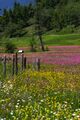 Preuneggtal blumenwiese 27427 2016-06-24.jpg