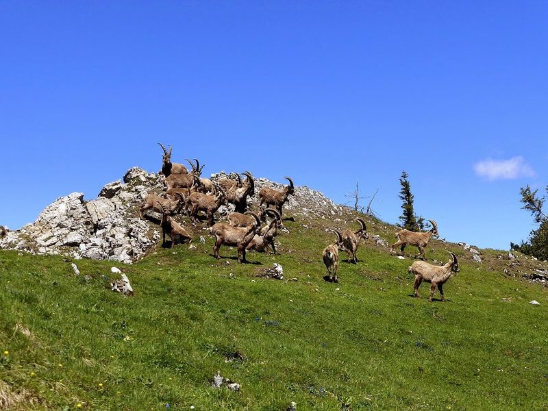 Datei:Steinböcke -Gößeck 60047 2014-06-10.JPG