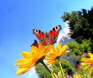 Stiftsgarten Admont620071.JPG