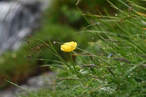 Trollblume blaufeldscharte 58109 2013-07-10.jpg