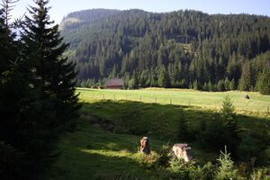 Beireutalm 1499 13-08-07.jpg