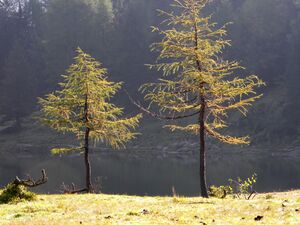 Duisitzkarsee 18168 2006-09-21.jpg