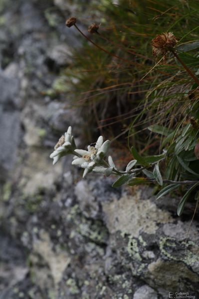 Datei:EdelweissIMG 9415.jpg