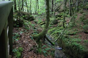 Flößereidurchbruch kammersee 47004 2017-05-17.jpg