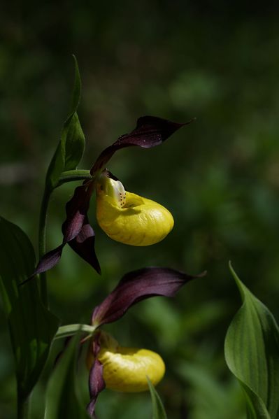 Datei:Frauenschuh 2233 2011-05-26.jpg