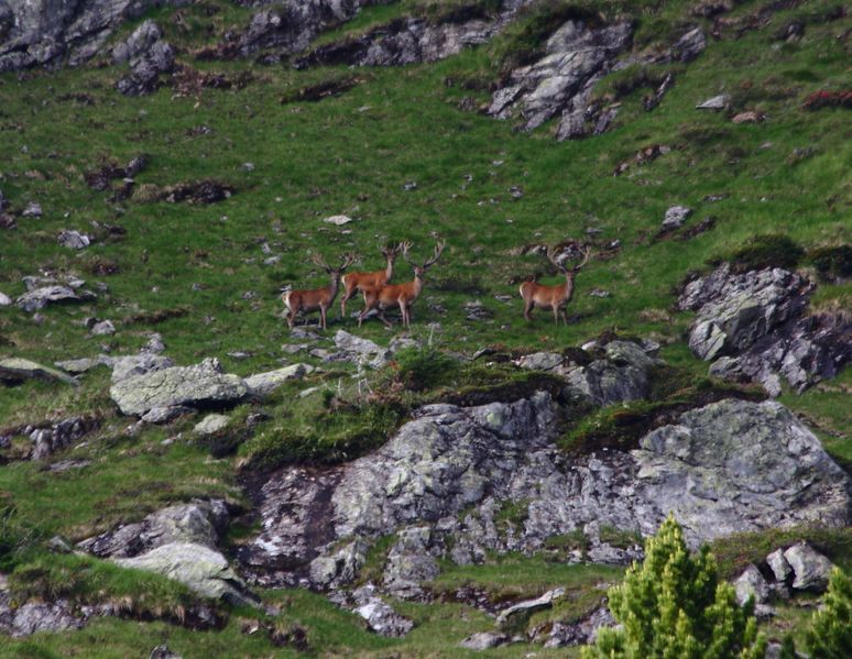Datei:Hirsche fürstkar 0921 13-07-13.jpg