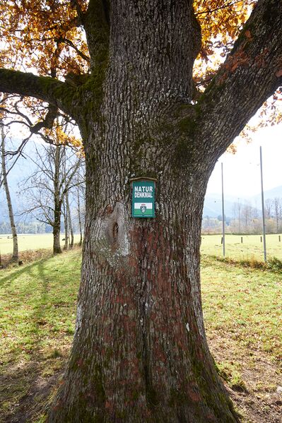 Datei:ND905 Stieleiche weng-0241-2021-10-31.jpg