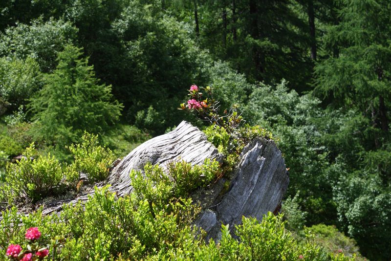 Datei:Schobersee 93173 2015-06-26.jpg