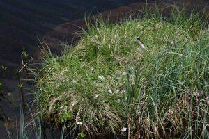 Schobersee 93184 2015-06-26.jpg