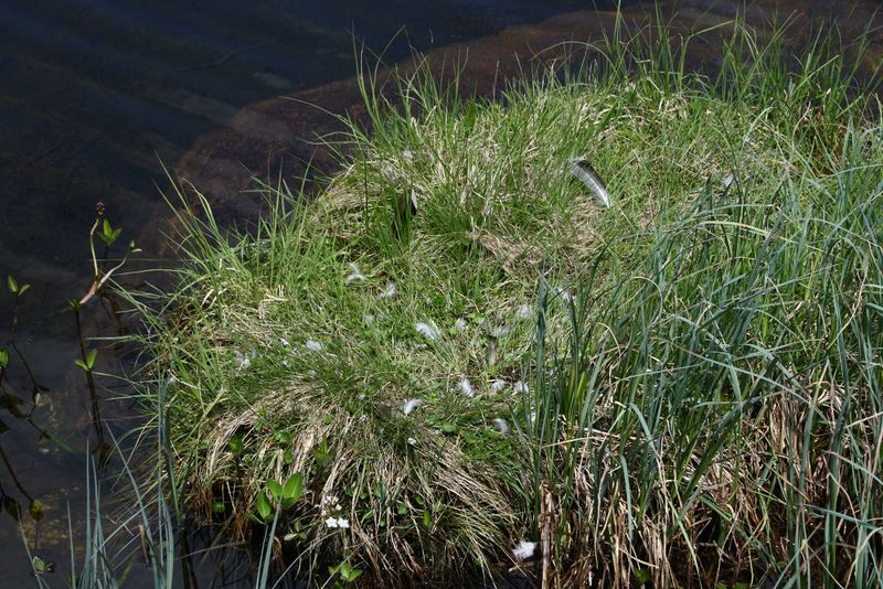 Datei:Schobersee 93184 2015-06-26.jpg