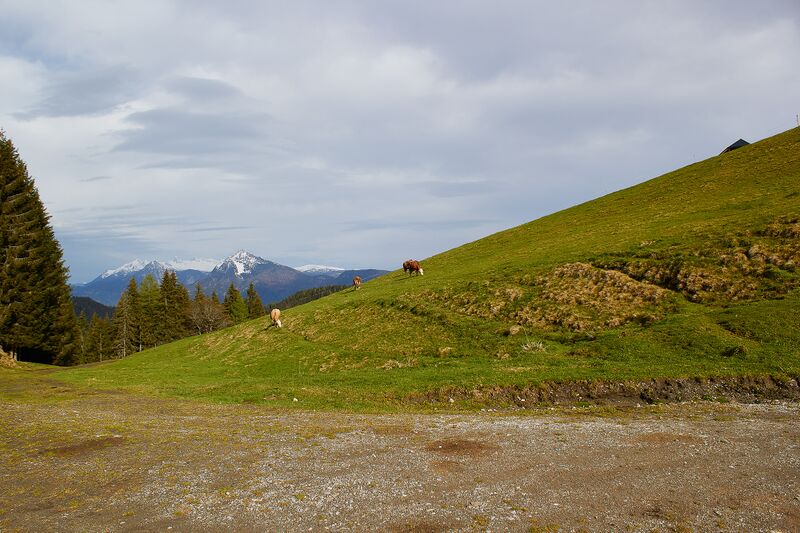 Datei:Stubeggsattel-0169-2021-05-24 07.48.52.jpg