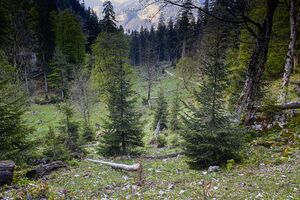 Unterer koderboden-3101-2020-05-18-2.jpg