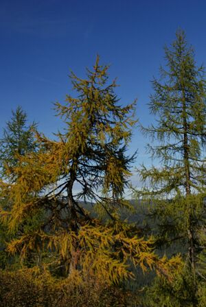 Abstieg kammspitze zur kammalm 40784 2012-10-05.jpg