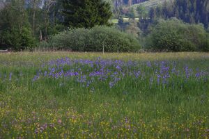 Enns-Altarme Niederstuttern 58389 2014-05-21.jpg