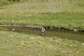 Fliegenfischer schwarzenseebach-0184-2025-07-02.jpg