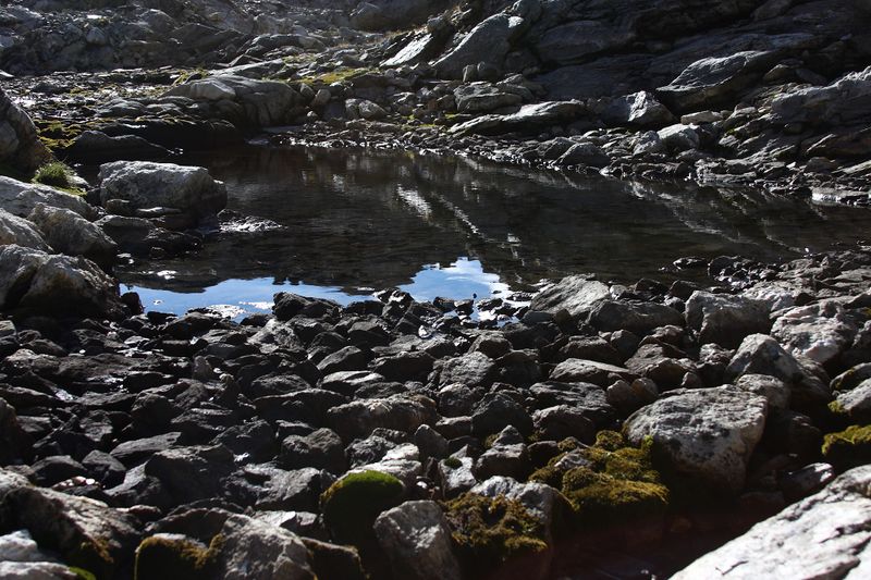 Datei:Goldlacken 0251 2013-10-08.jpg