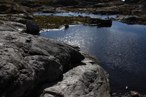 Goldlacken 0298 2013-10-08.jpg