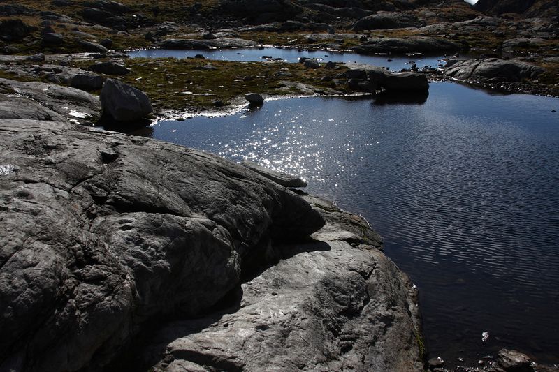 Datei:Goldlacken 0298 2013-10-08.jpg