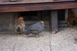 Halseralm ramsau 79423 2014-11-16.jpg