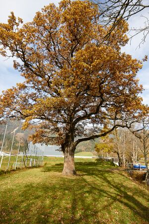 ND905 Stieleiche weng-0244-2021-10-31.jpg