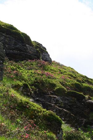 Wildkar 2100 2008-06-26.jpg