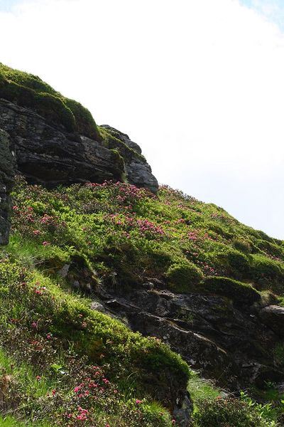 Datei:Wildkar 2100 2008-06-26.jpg