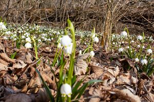 Frühlingsknoten trautenfels-0149-2023-03-10.jpg