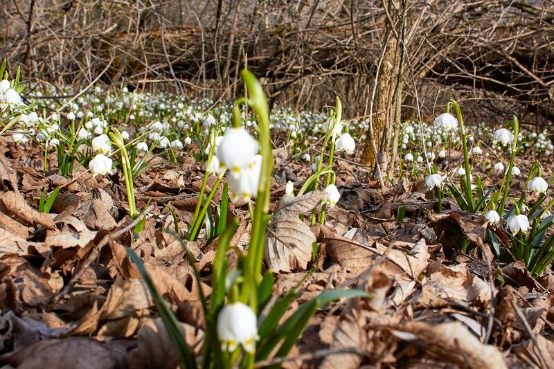 Datei:Frühlingsknoten trautenfels-0149-2023-03-10.jpg