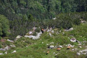 Hirsche fürstkar 1322 13-07-13.jpg