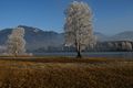 Putterersee - winter 17110 2013-12-23.jpg