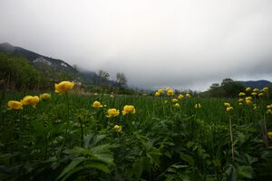 Trautenfels niederstuttern 57899 2014-05-14.jpg