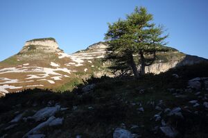 Atterkogel totes geb 50208 2017-06-11.jpg