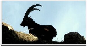 Gößeck steinbock0156.JPG