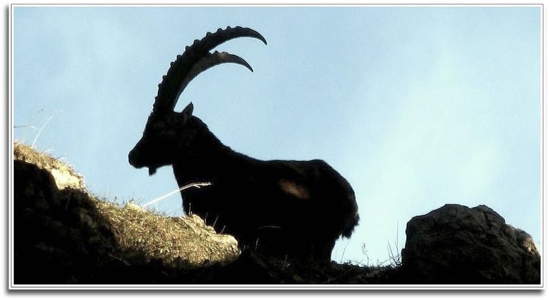 Datei:Gößeck steinbock0156.JPG