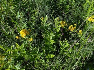 Gilbweiderich-Lysimachia1410634.JPG